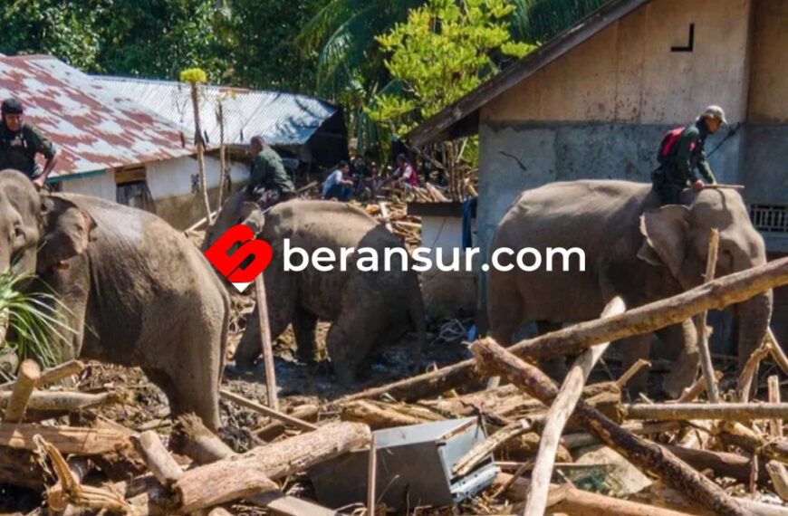 BKSDA Aceh Andalkan Gajah Terlatih, Berperan dalam Penanganan Khusus