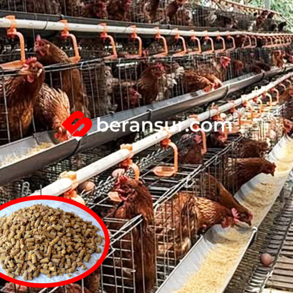 Danantara Mau Bangun 12 Pabrik Pakan dan Produksi Ayam Akhir Januari 2026