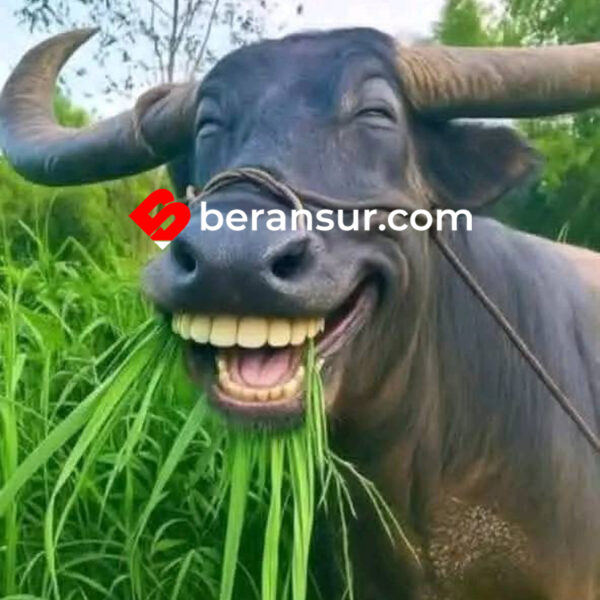 Mulai 2 Januari 2026, Kumpul Kebo atau “Living Together” Bisa Dipidana Berdasarkan KUHP Baru