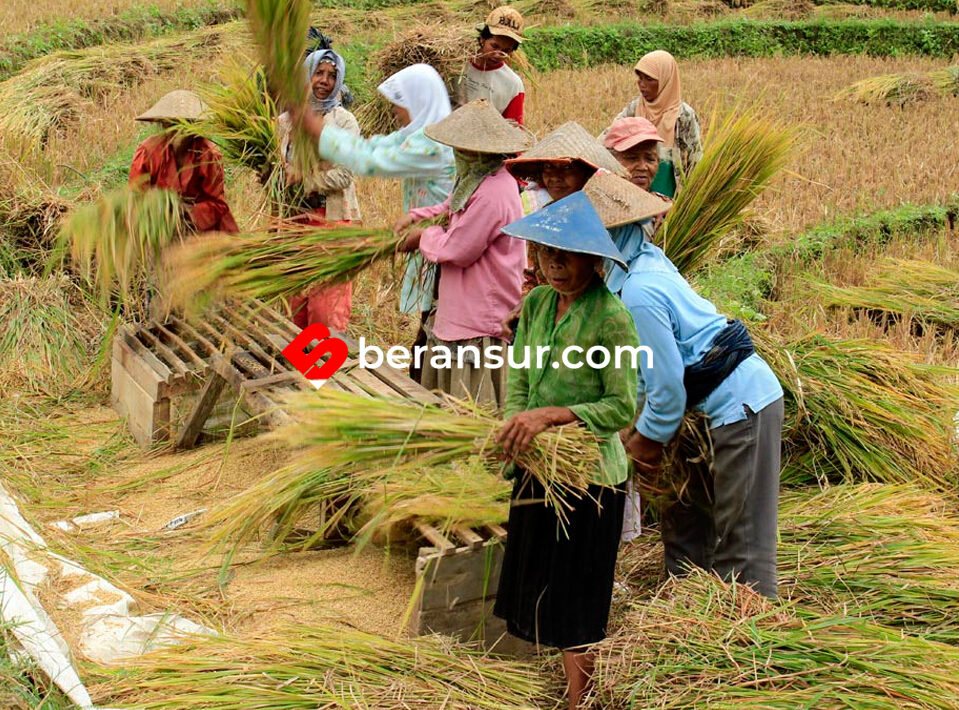 Bayangkan ” Dunia Tanpa Petani “