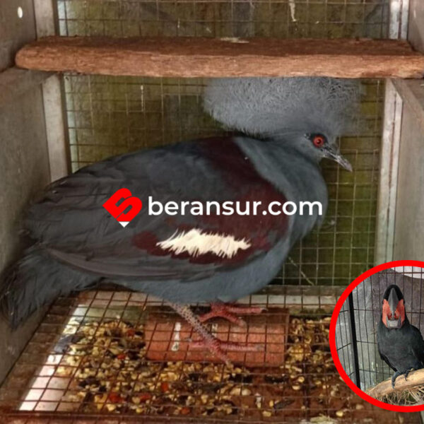 Kemenhut Tangkap Pedagang Satwa yang Bawa 24 Burung Dilindungi