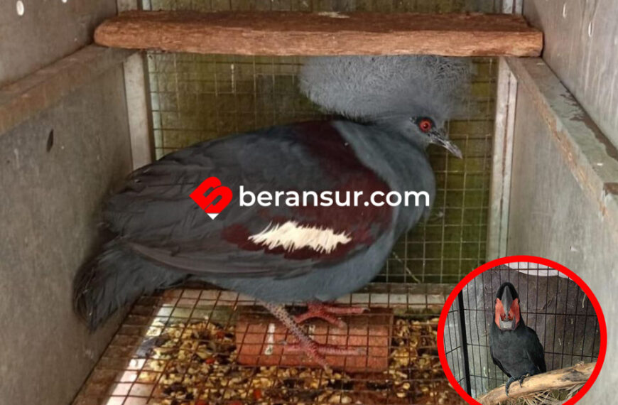 Kemenhut Tangkap Pedagang Satwa yang Bawa 24 Burung Dilindungi