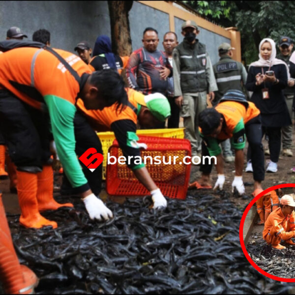 Pemprov Jakarta Gencarkan Perburuan Massal Ikan Sapu-Sapu, 7 Ton Terjaring dalam Sehari