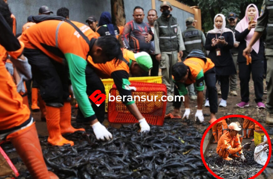 Pemprov Jakarta Gencarkan Perburuan Massal Ikan Sapu-Sapu, 7 Ton Terjaring dalam Sehari