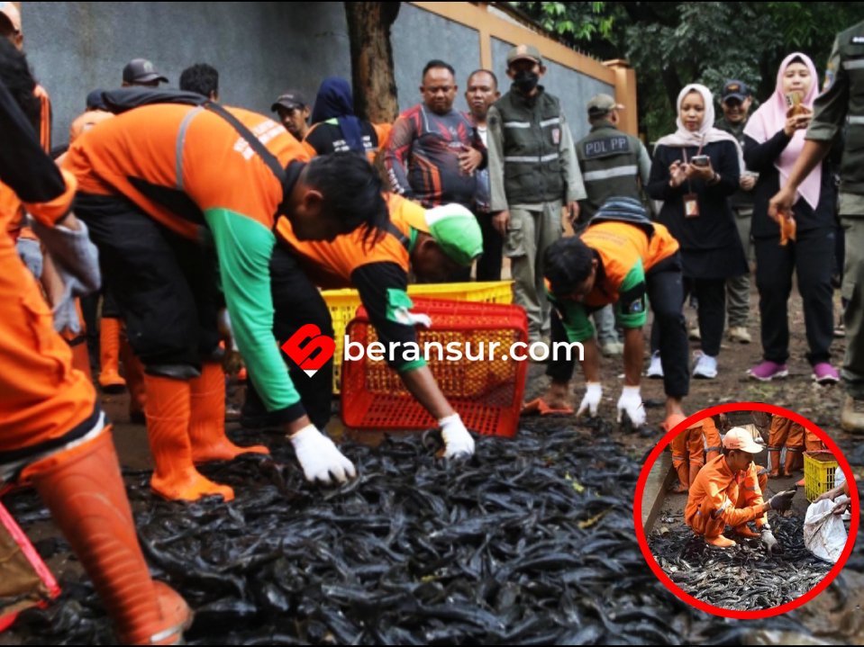 Pemprov Jakarta Gencarkan Perburuan Massal Ikan Sapu-Sapu, 7 Ton Terjaring dalam Sehari