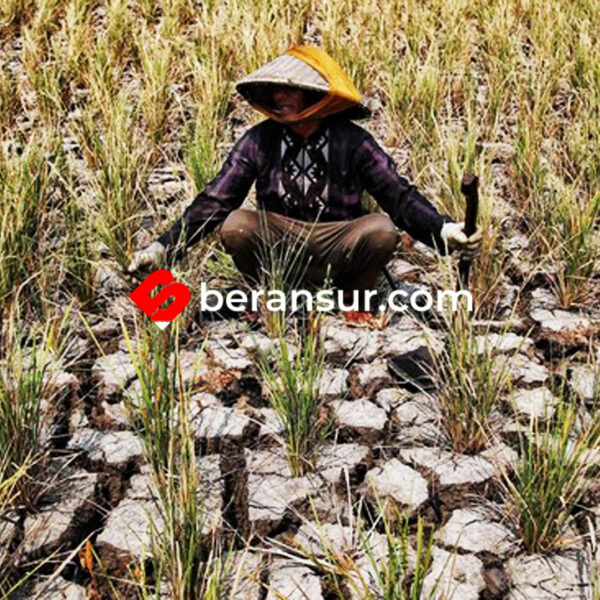 Musim Kemarau Akan Datang! BPBD Imbau Petani di Bekasi Tanam Tanaman Tahan Kering