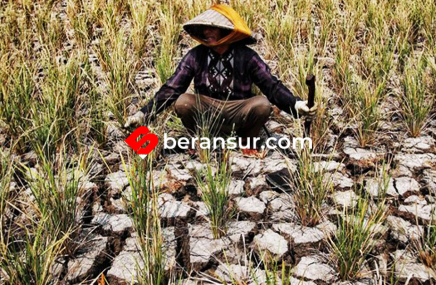 Musim Kemarau Akan Datang! BPBD Imbau Petani di Bekasi Tanam Tanaman Tahan Kering