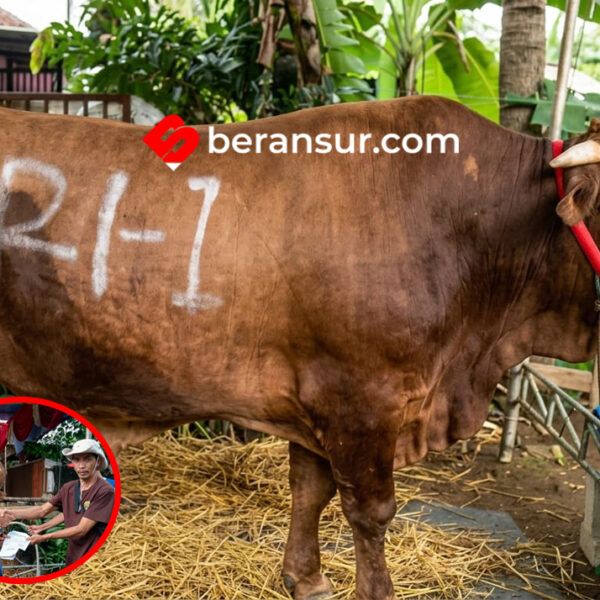 Warga Kota Bekasi Terima Bantuan Sapi Kurban Limosin 1,2 Ton dari Presiden Prabowo