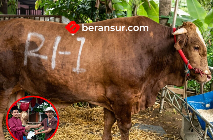 Warga Kota Bekasi Terima Bantuan Sapi Kurban Limosin 1,2 Ton dari Presiden Prabowo