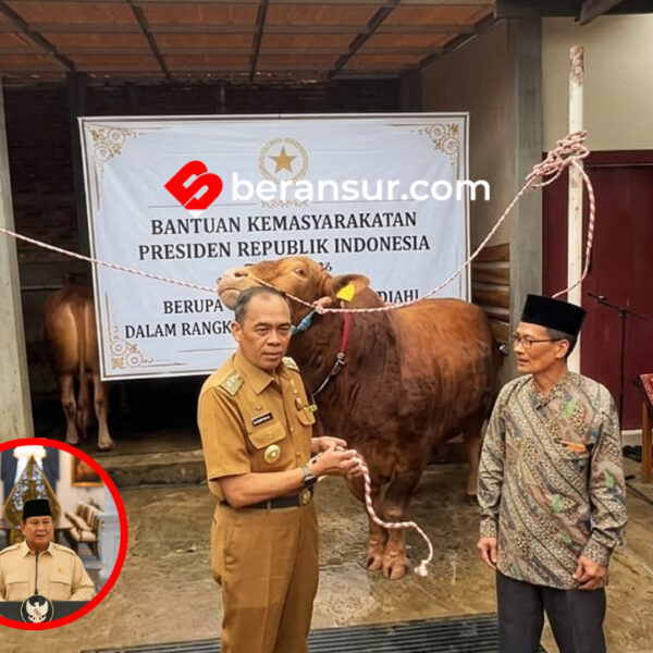 Prabowo Bagikan 1.098 Sapi Kurban di Idul Adha 2026, Ada yang Seberat 1,3 Ton