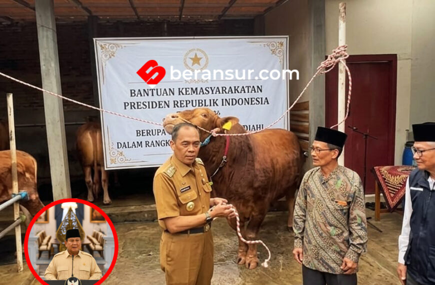 Prabowo Bagikan 1.098 Sapi Kurban di Idul Adha 2026, Ada yang Seberat 1,3 Ton